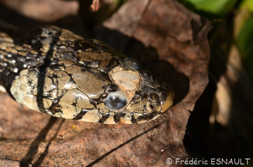 Couleuvre helvétique (Natrix helvetica)