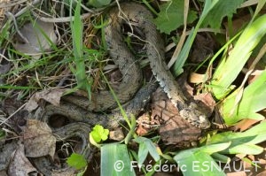Couleuvre helvétique (Natrix helvetica)