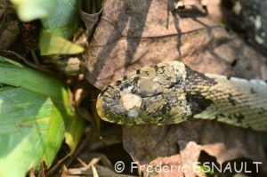 Couleuvre helvétique (Natrix helvetica)