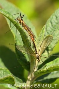 Tipule flavescent (Nephrotoma flavescens)