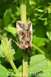 Noctuelle gamma (Autographa gamma)