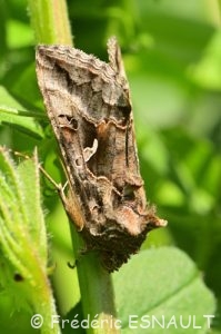 Noctuelle gamma (Autographa gamma)