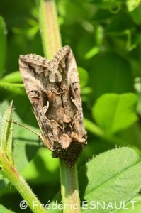 Noctuelle gamma (Autographa gamma)