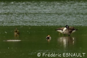La Nette rousse (Netta rufina)