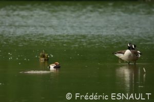 La Nette rousse (Netta rufina)
