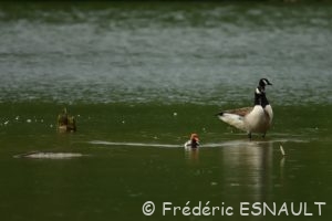 La Nette rousse (Netta rufina)