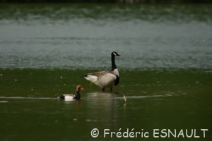 La Nette rousse (Netta rufina)