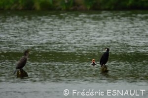 La Nette rousse (Netta rufina)
