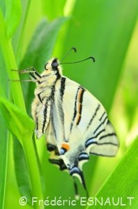 Flambé (Iphiclides podalirius)