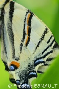 Flambé (Iphiclides podalirius)
