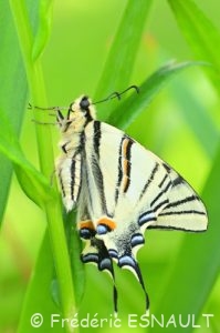 Flambé (Iphiclides podalirius)