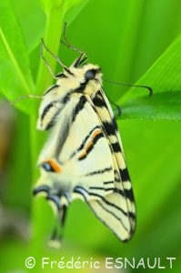 Flambé (Iphiclides podalirius)