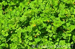 Luzerne d'Arabie ou Luzerne tachetée (Medicago arabica)