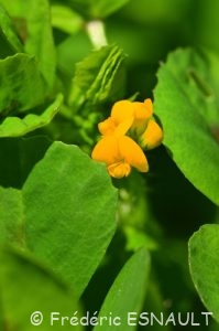 Luzerne d'Arabie ou Luzerne tachetée (Medicago arabica)