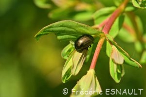 Chrysomèle du millepertuis (Chrysolina hyperici)
