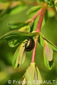 Chrysomèle du millepertuis (Chrysolina hyperici)
