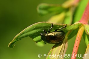 Chrysomèle du millepertuis (Chrysolina hyperici)