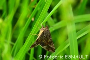 Noctuelle gamma (Autographa gamma)