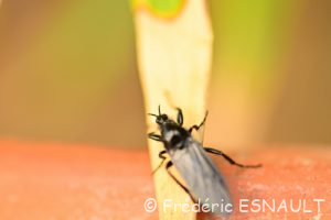 Bibion ou Mouche de la Saint Marc (Bibio marci