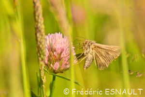 Gamma ou Lambda (Autographa gamma)
