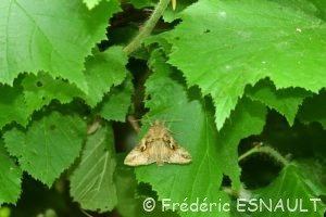 Noctuelle gamma (Autographa gamma)