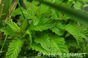 Lycope d'Europe ou Chanvre d'eau (Lycopus europaeus)