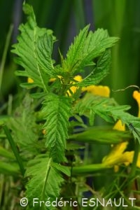 Lycope d'Europe ou Chanvre d'eau (Lycopus europaeus)