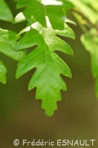Chêne chevelu ou Chêne lombard ou Chêne cerris (Quercus cerris)
