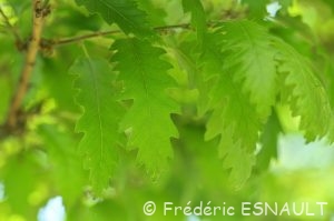 Chêne chevelu ou Chêne lombard ou Chêne cerris (Quercus cerris)