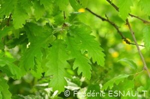 Chêne chevelu ou Chêne lombard ou Chêne cerris (Quercus cerris)