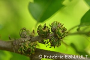 Chêne chevelu ou Chêne lombard ou Chêne cerris (Quercus cerris)