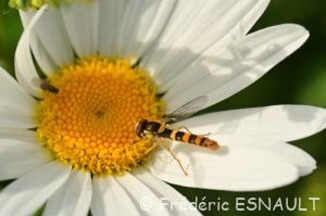 Syrphe porte-plume (Sphaerophoria scripta)