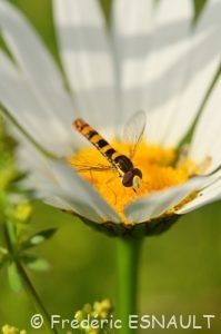 Syrphe porte-plume (Sphaerophoria scripta)