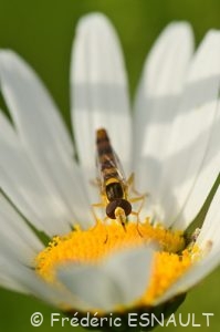 Syrphe porte-plume (Sphaerophoria scripta)