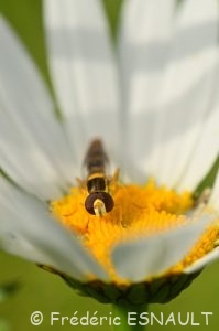 Syrphe porte-plume (Sphaerophoria scripta)