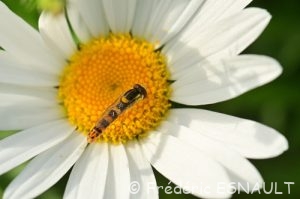 Syrphe porte-plume (Sphaerophoria scripta)
