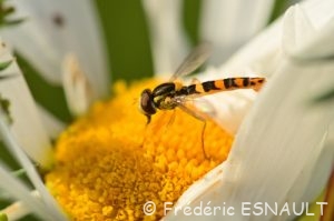 Syrphe porte-plume (Sphaerophoria scripta)