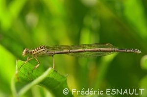 Le Pennipatte bleuâtre (Platycnemis pennipes)