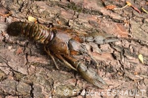 Écrevisse américaine (Faxonius limosus)