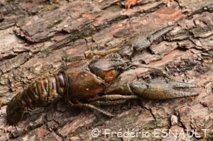 Écrevisse américaine (Faxonius limosus)