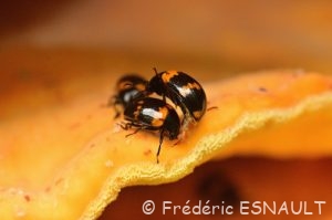 Ténébrion des bouleaux ou Diapère du bolet (Diaperis boleti)