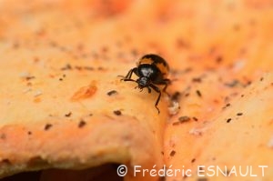 Ténébrion des bouleaux ou Diapère du bolet (Diaperis boleti)