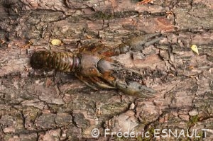 Écrevisse américaine (Faxonius limosus)