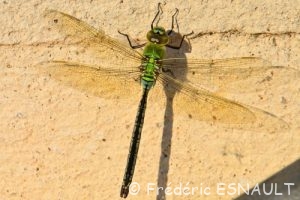 Anax empereur (Anax imperator)