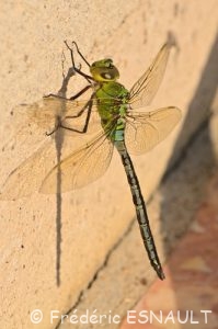 Anax empereur (Anax imperator)