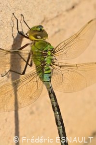 Anax empereur (Anax imperator)