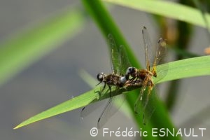 Libellule fauve (Libellula fulva)