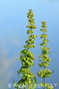 Patience crépue ou Rumex crépu ou Oseille crépue (Rumex crispus)