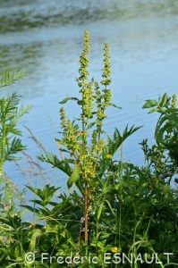 Patience crépue ou Rumex crépu ou Oseille crépue (Rumex crispus)