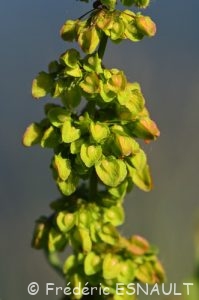 Patience crépue ou Rumex crépu ou Oseille crépue (Rumex crispus)